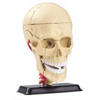Набір для експериментів EDU-Toys Набір для досліджень Модель черепа с нервами сборн Фото