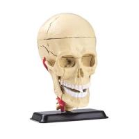 Набор для экспериментов EDU-Toys Набор для исследований Модель черепа с нервами сбо Фото