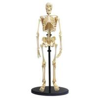 Набор для экспериментов EDU-Toys Модель кістяка людини збірна, 24 см Фото