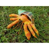 Фигурка Lanka Novelties Рак-отшельник оранжевый с ракушкой , 15 см Фото