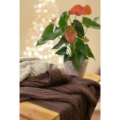 Плед Прованс Soft косы Лате 140x180 см Фото 2