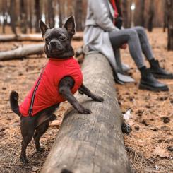 Жилет для животных Pet Fashion "E.Vest" XS-2 червоний Фото 3