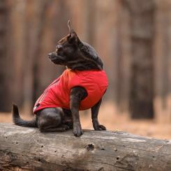 Жилет для животных Pet Fashion "E.Vest" XS-2 червоний Фото 4
