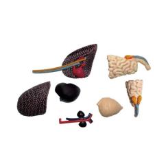 Пазл 4D Master Master Стегозавр Фото 9