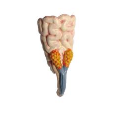 Пазл 4D Master Master Стегозавр Фото 8