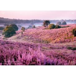 Пазл Tactic Болота, покрытые вереском, 1000 элементов Фото 1