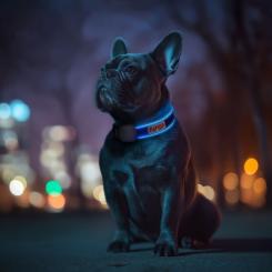 Ошейник для животных WAUDOG с подсветкой LED "NASA21" S-M Фото 3