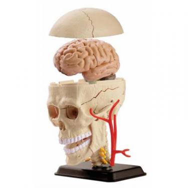Набор для экспериментов EDU-Toys Набір для досліджень Модель черепа с нервами сборн Фото 1