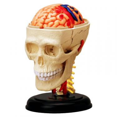 Пазл 4D Master Объемная анатомическая модель Черепно-мозговая кор Фото 1