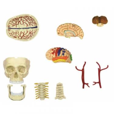 Пазл 4D Master Объемная анатомическая модель Черепно-мозговая кор Фото 3