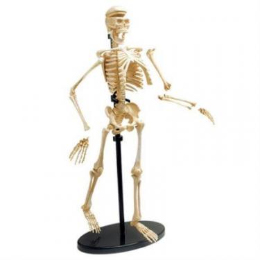 Набор для экспериментов EDU-Toys Модель кістяка людини збірна, 24 см Фото 1