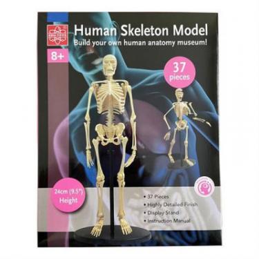 Набор для экспериментов EDU-Toys Модель кістяка людини збірна, 24 см Фото 2